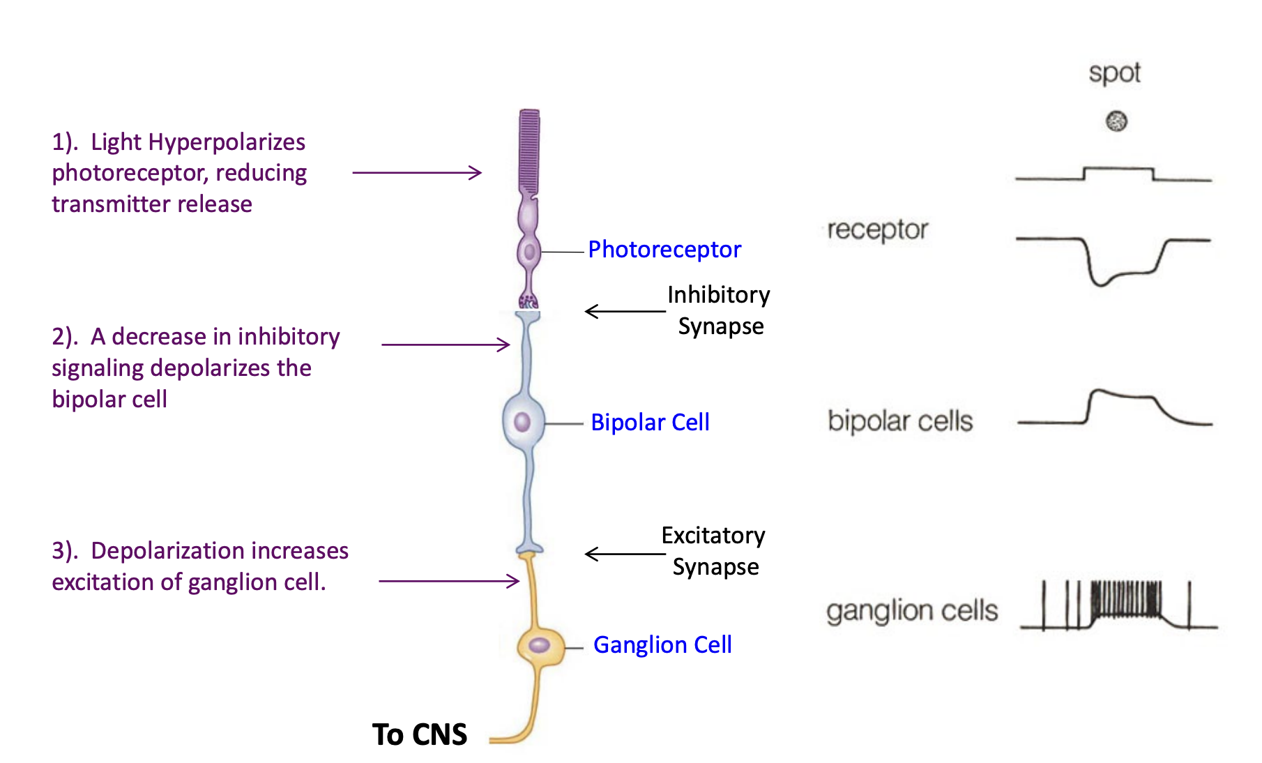 <p>1) light hyperpolarizes photoreceptor, reducing transmitter release (dec.s inhibition)</p><p>2) a dec. in inhibitory signaling depolarizes the bipolar cell</p><p>3) depolarization inc.s excitation of ganglion cell</p>