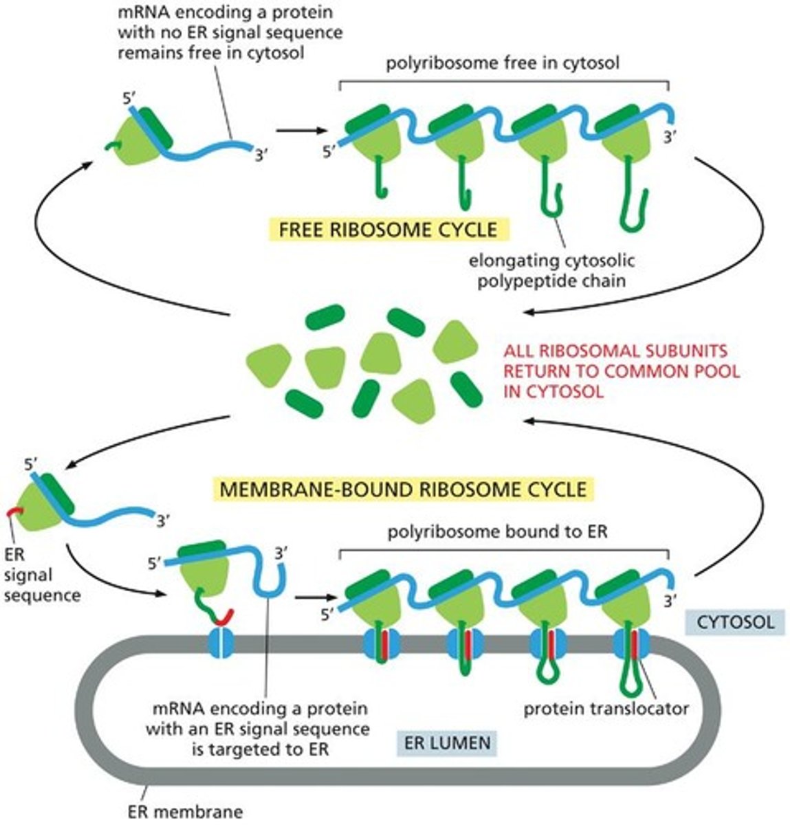 <p>ER that has ribosomes bound to its cytosolic surface</p>