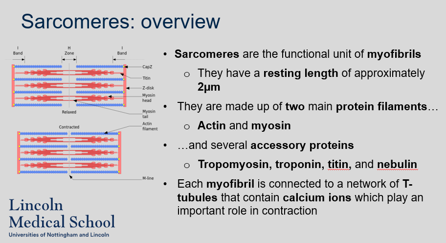 <ol><li><p>The functional unit of myofibrils is the sarcomere.</p></li><li><p>The resting length of a sarcomere is approximately 2µm.</p></li><li><p>The two main protein filaments that make up sarcomeres are actin and myosin.</p></li><li><p>Some of the accessory proteins found in sarcomeres include tropomyosin, troponin, titin, and nebulin.</p></li><li><p>T-tubules are connected to each myofibril and contain calcium ions, which play an important role in muscle contraction. The release of calcium ions from the T-tubules triggers a series of events that result in the sliding of actin and myosin filaments and muscle contraction.</p></li></ol>