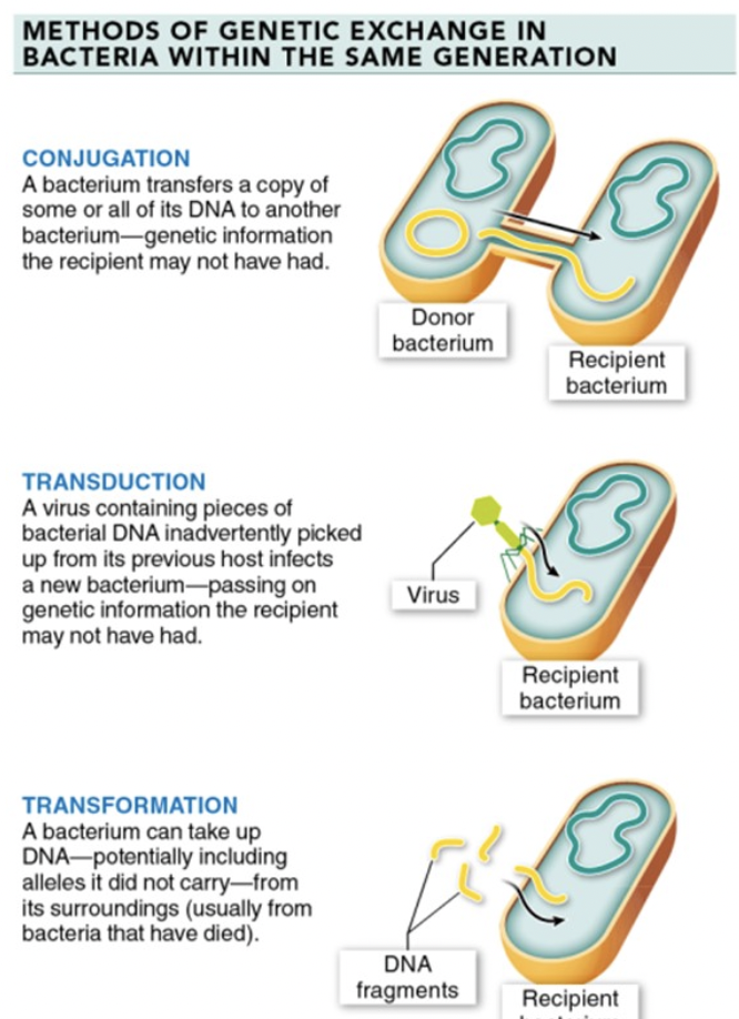 <ul><li><p>CONJUGATION</p><ul><li><p>bacterium gives a copy of some or all of its dna to a friend &lt;3</p></li></ul></li><li><p>TRANSDUCTION</p><ul><li><p>virus w/ pieces of bacterial dna infects a new bacterium, passing on genetic info </p></li><li><p>similar to passing of genetic info in conjugation</p></li></ul></li><li><p>TRANSFORMATION</p><ul><li><p>bacterium takes up dna from it’s surroundings</p></li></ul></li></ul>