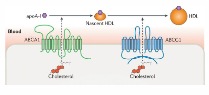 <p>- export free cholesterol from cells</p><p>- ABC: ATP-Binding Cassette Transporters</p><p>- ABCA1: most cells</p><p>- ABCG1: macrophages, foam cells</p>