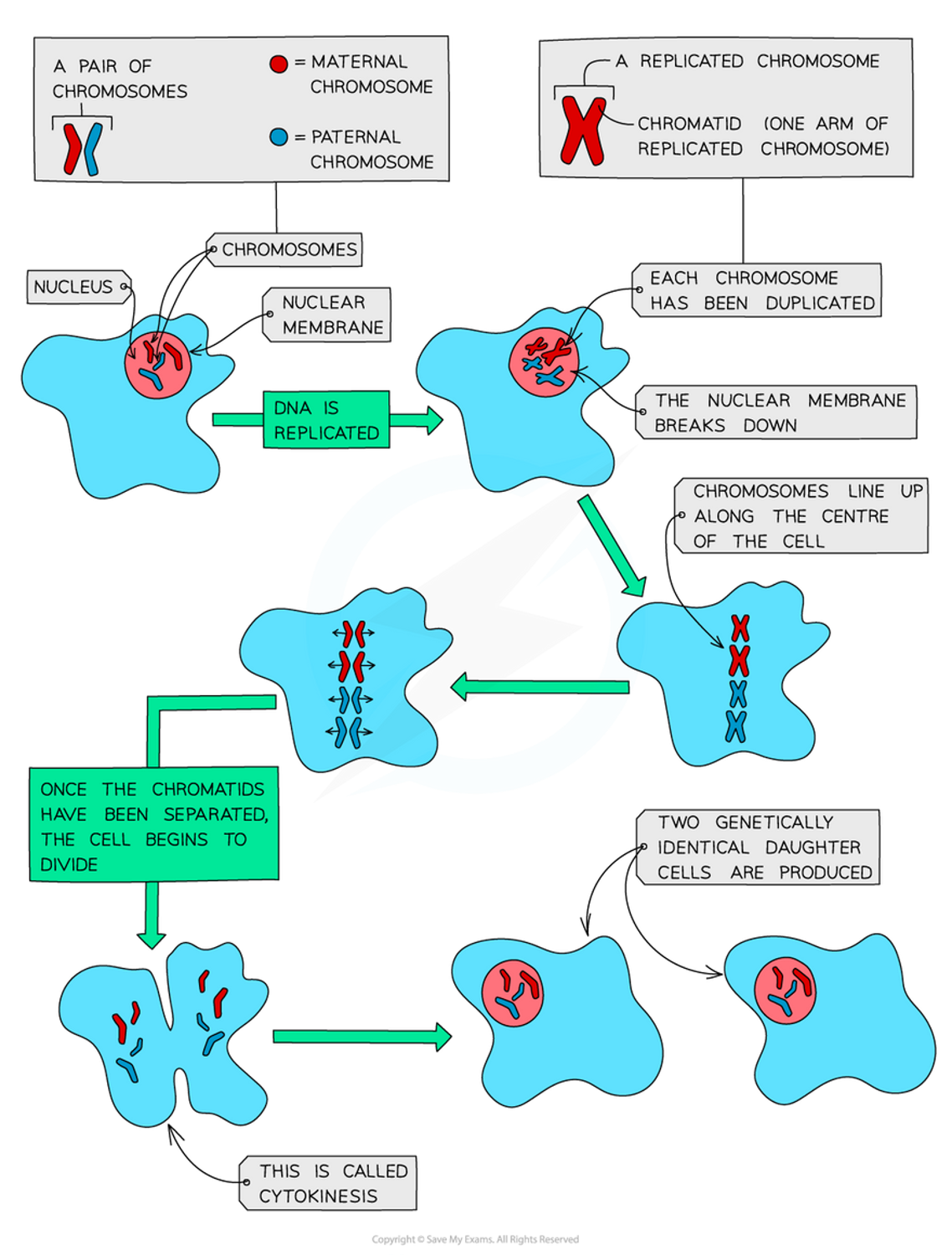 <p><span>•Mitosis occurs in the M phase of the cell cycle:</span></p><p><span>1.Nuclear division – mitosis</span></p><p><span>2.Cell division – cytokinesis</span></p>
