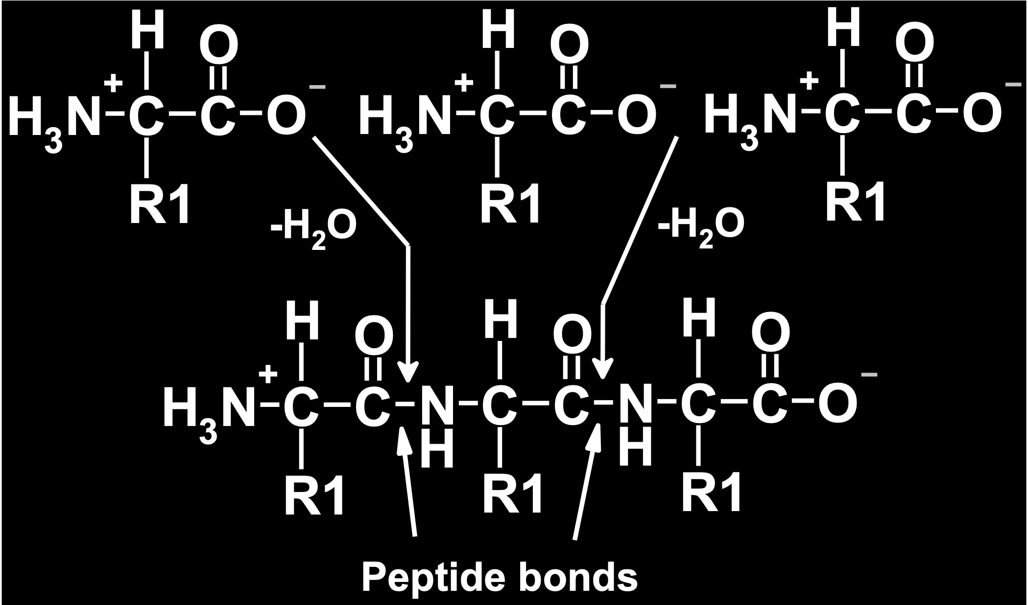 <p><strong><span style="font-family: Arial; color: red">Along the alpha carbon backbone, what bond/functional group would serve as a H-bond donor?</span></strong></p>