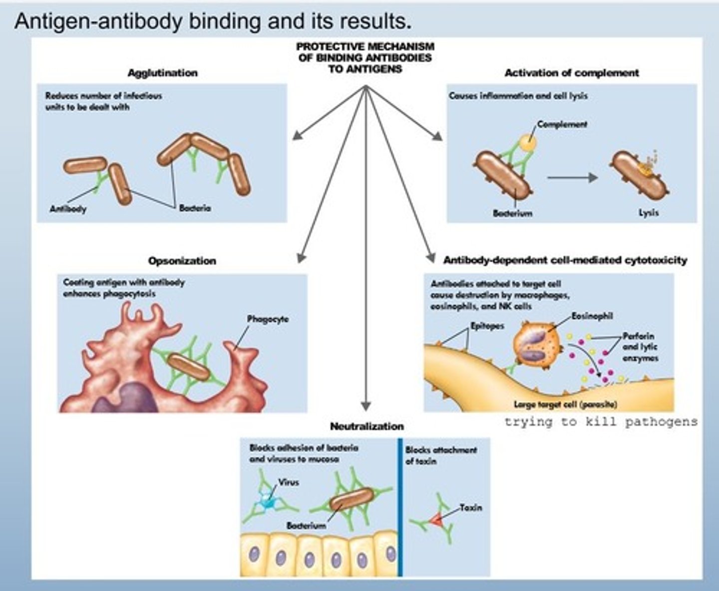 <p>Making pathogens more susceptible to phagocytosis by coating them in antibodies </p>