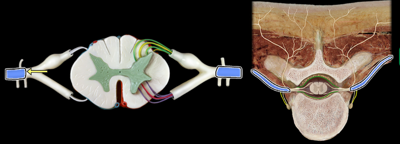 <p>Ventral ramus</p>