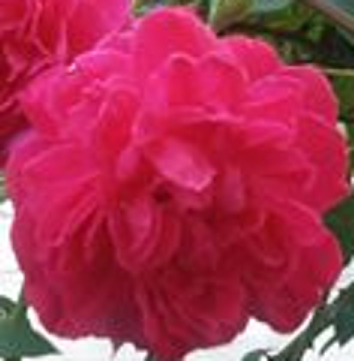 <p>COMO É A ROSA? ELA É VERMELHA.</p>