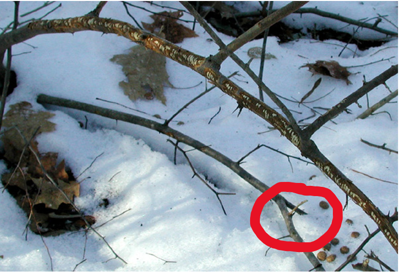 <p><span>A type of rodent chews on wood because their teeth grow continuously throughout their lives, and chewing on tough, fibrous material like wood is necessary to wear them down and prevent overgrowth.&nbsp;</span></p>