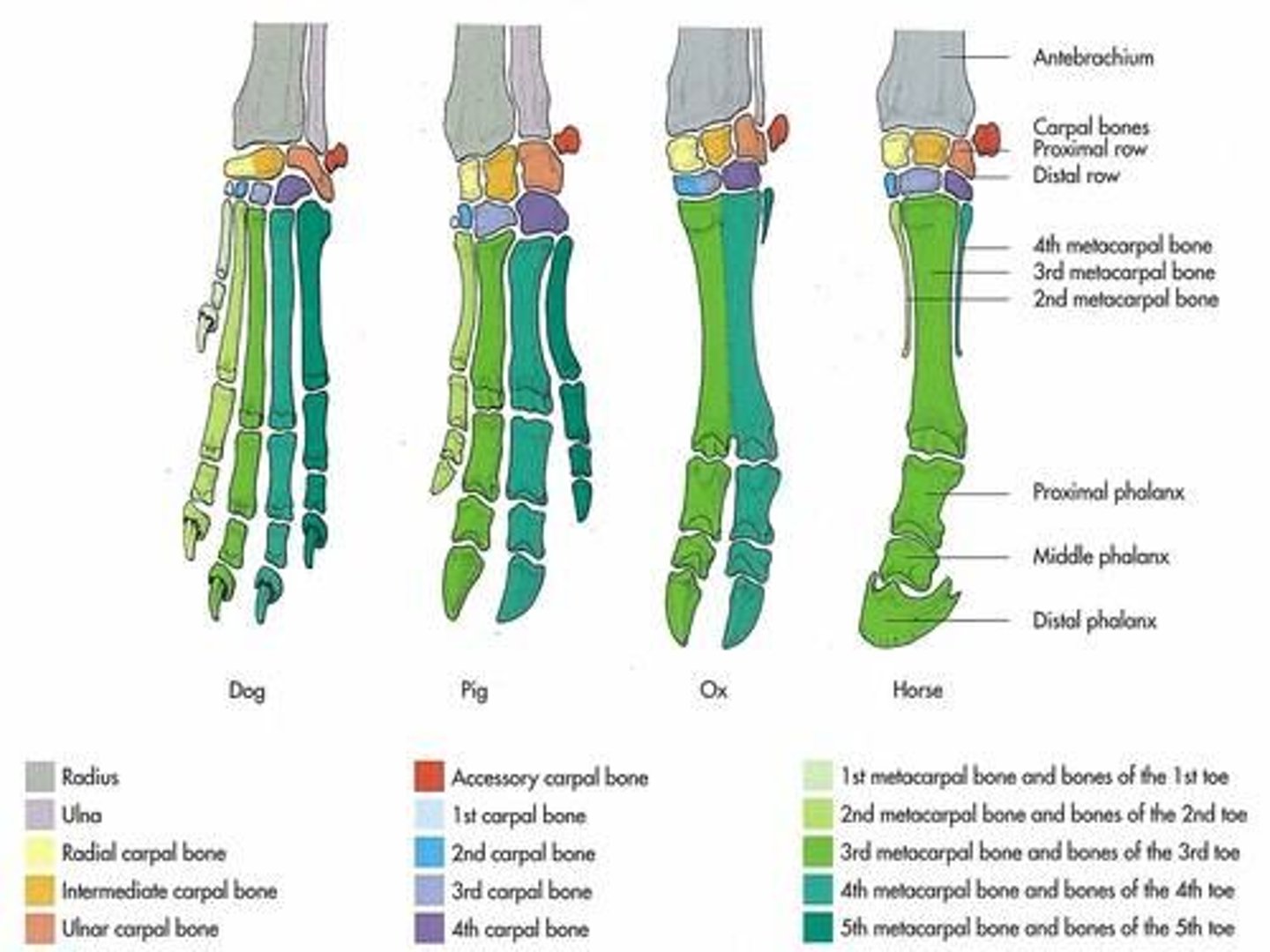 <p>The metacarpal/metatarsal bones, and the proximal, middle, and distal phalanges.</p>
