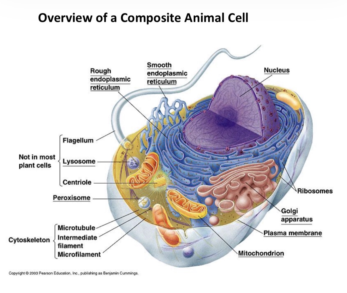 <p>Animal Cells</p>