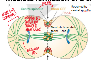 <p>molecules that stimulate Rho A activity to mediate formation of a contractile ring of actin and myosin II </p>