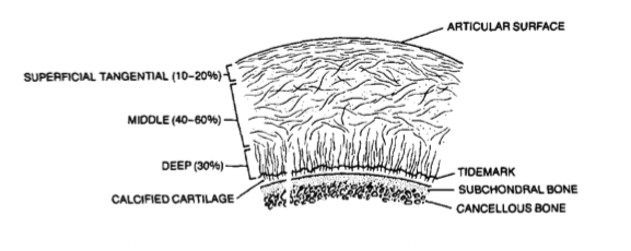 <p>how is the collagen distributed in this picture </p>