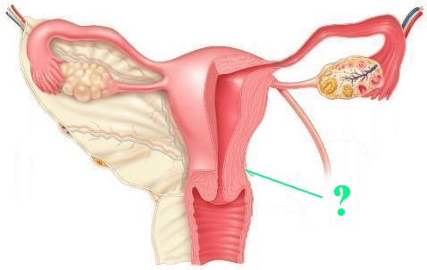<p>Identify the indicated layer of the uterine wall.</p>