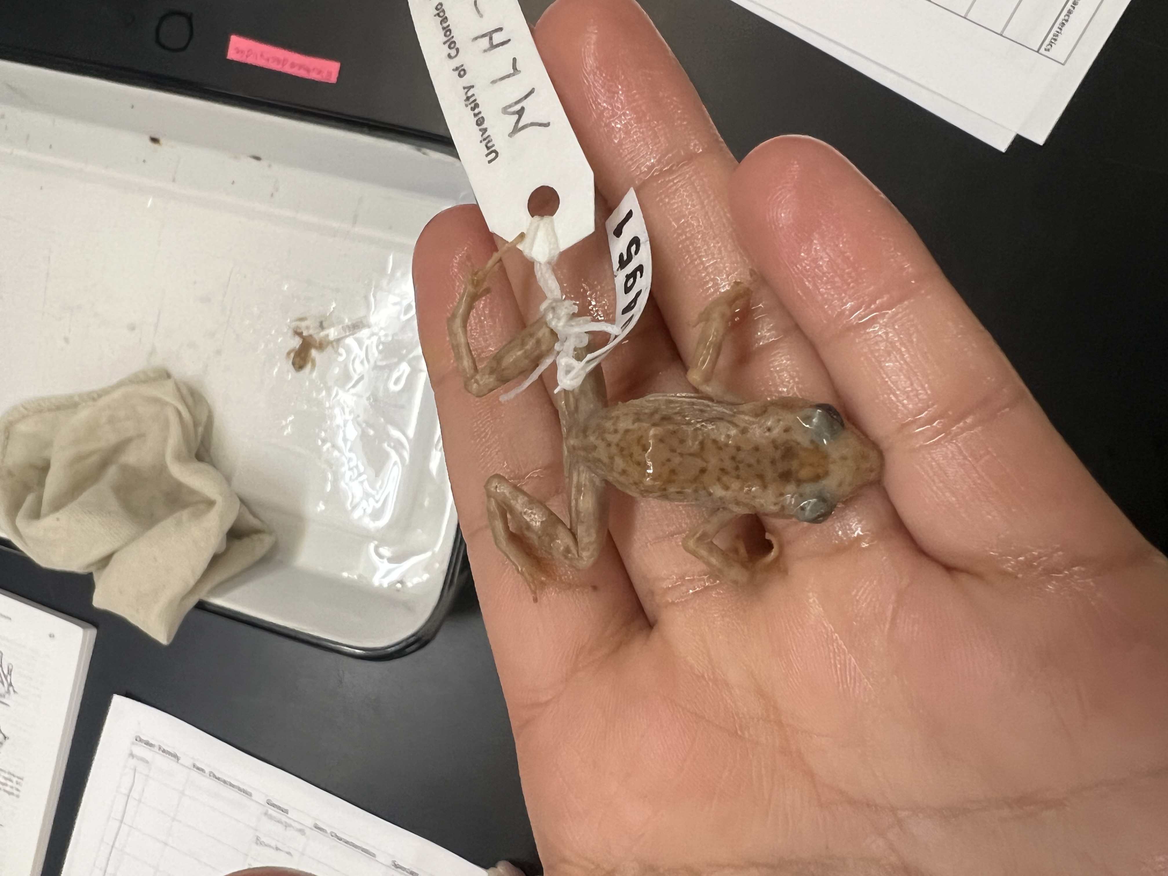 <p>What’s the <strong>family</strong> name?</p>