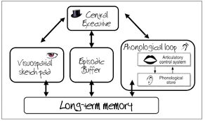 <p>the working memory model </p>