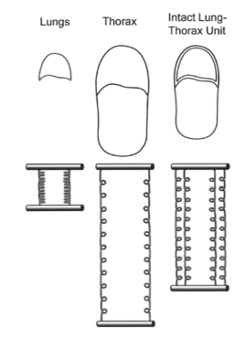 <p>Lung-Thorax</p>