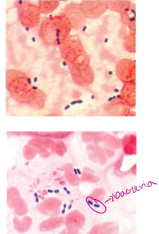 <p>what microscope creates this image?</p>