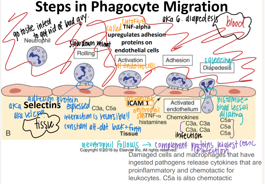 <p>step 1: how tf do WBC’s get to the site of infection? </p><p>what is this process called? </p>