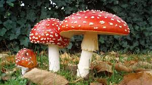 <p><span style="background-color: transparent; font-family: &quot;Miltonian Tattoo&quot;, cursive;"><span>break down dead organisms and release carbon dioxide into the atmosphere and soil</span></span></p><p style="text-align: center;"><span><span> descomponen organismos muertos y liberan dióxido de carbono a la atmósfera y al suelo</span></span></p><p><br></p>