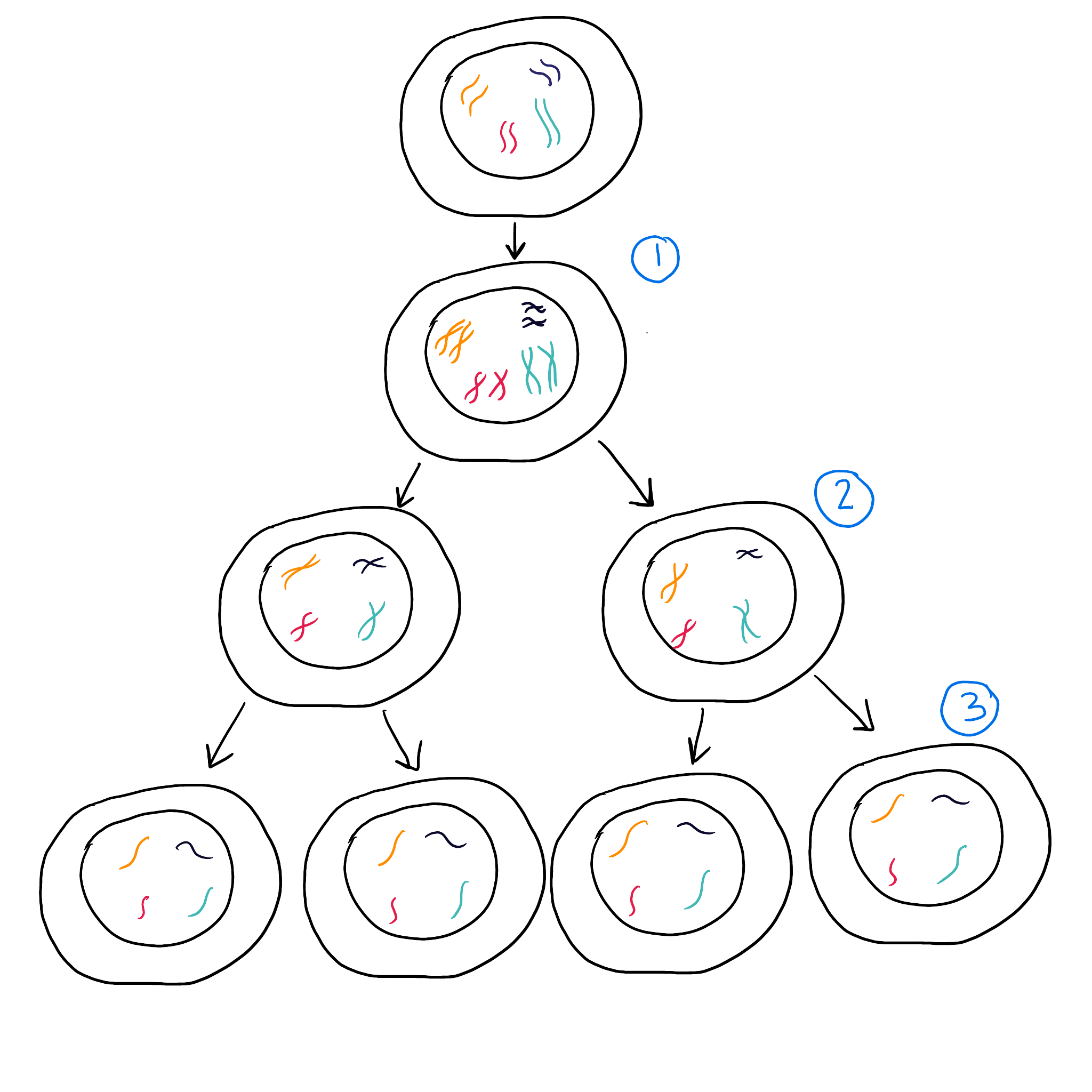 <ol><li><p>DNA replicates, grows &amp; copies internal structures</p></li><li><p>One set of chromosomes are pulled to each side of cell, Nucleus divides</p></li><li><p>Divide cell into non-identical haploid cells</p></li></ol><p>Growth &amp; development for multi-cellular organisms</p><p>Repair</p><p>Asexual reproduction</p>