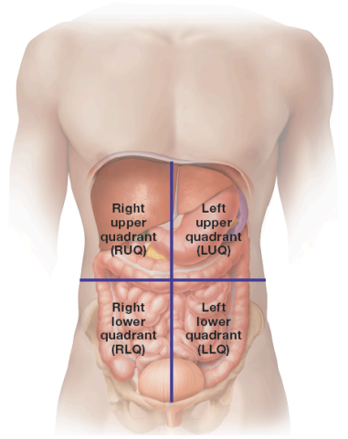 <p>contains the right lobe of the liver, gallbladder, part of the pancreas, and part of the small and large intestines</p>