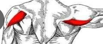 <p>Origin: Scapular spine</p><p>Insertion: Deltoid tuberosity on the lateral side of the body of the humerus</p><p>Innervation: Axillary nerve (C05 and C06)</p><p>Action: Extension, horizontal abduction, and lateral (external) rotation of the arm at the shoulder joint</p>