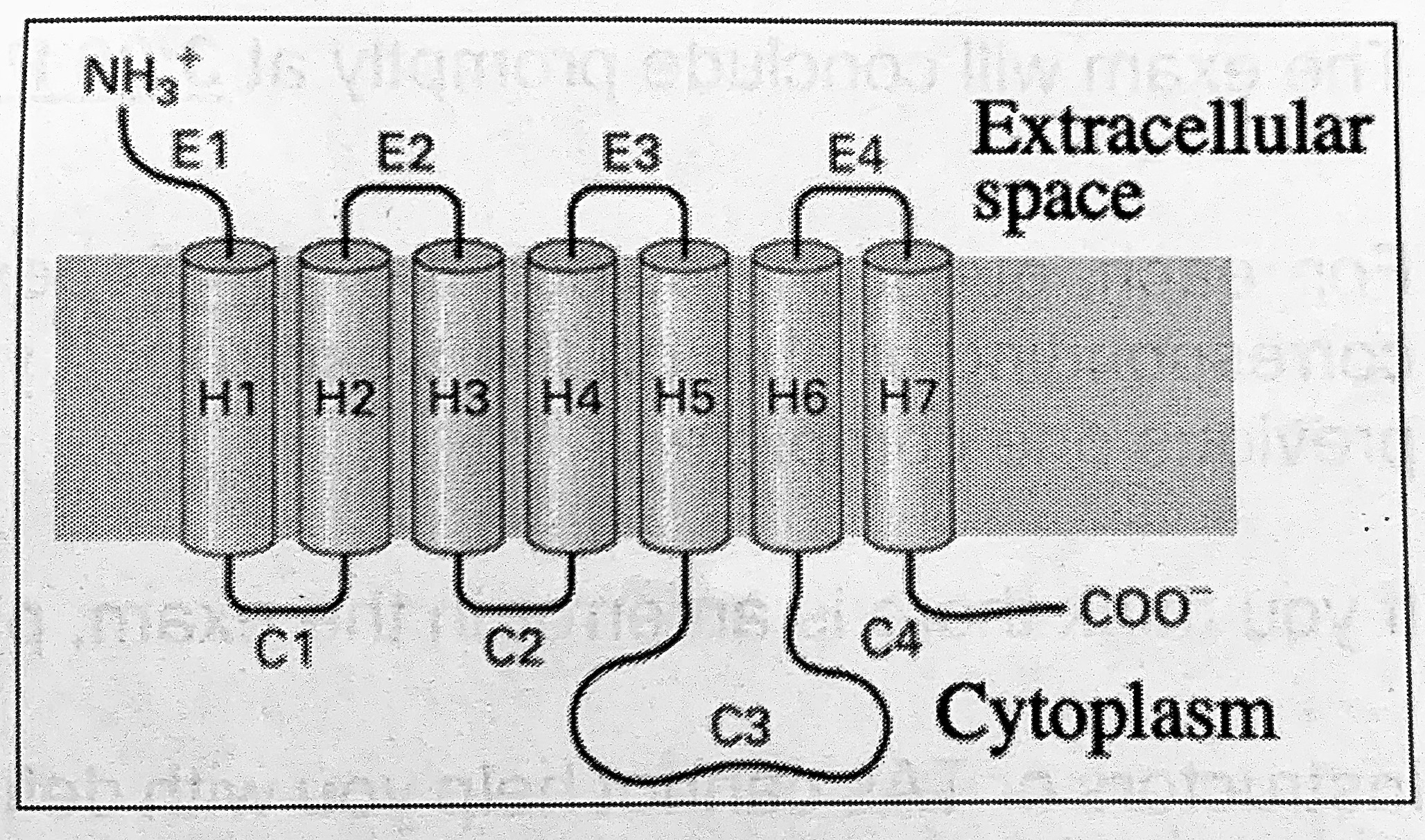 <p>The topology of the beta-adrenergic receptor in the cell’s plasma membrane is depicted on the right. What would the topology of this protein be when it is synthesized in the ER?</p>