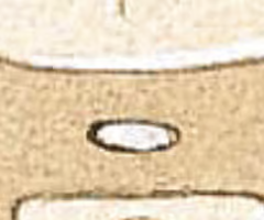 <p><span>A tiny channel found within the spinal cord and inferior medulla oblongata</span></p>