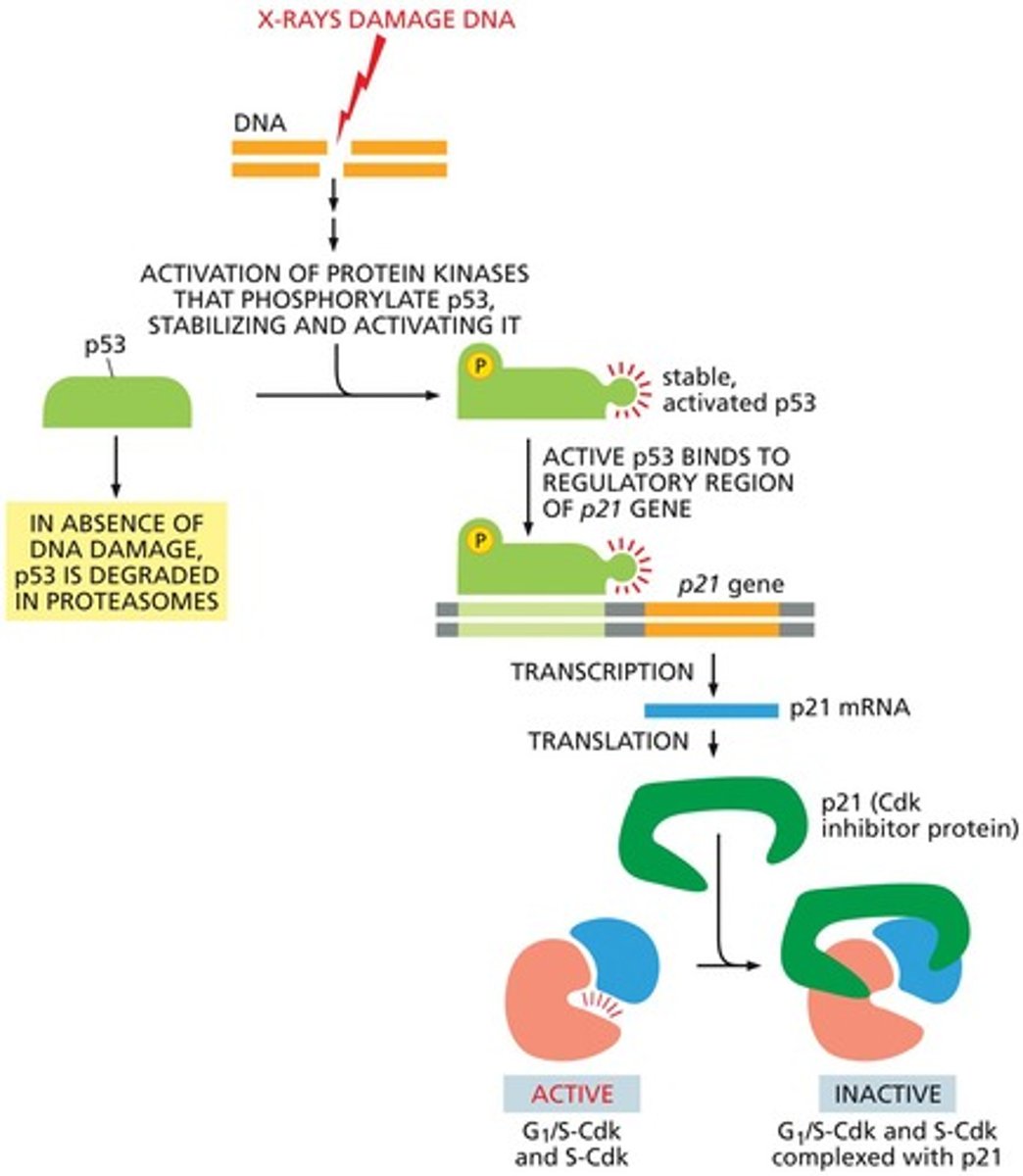 <p>p53 triggers the production of p21, a cyclin-dependent kinase inhibitor (CKI) that inhibits Cdks, and can induce apoptosis if active long enough.</p>