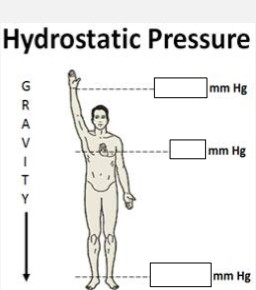 <p>Label the hydrostatic pressures at each blank level:</p><ol><li><p>Raised arm=</p></li><li><p>Heart level=</p></li><li><p>Ankle=</p></li></ol><p></p>