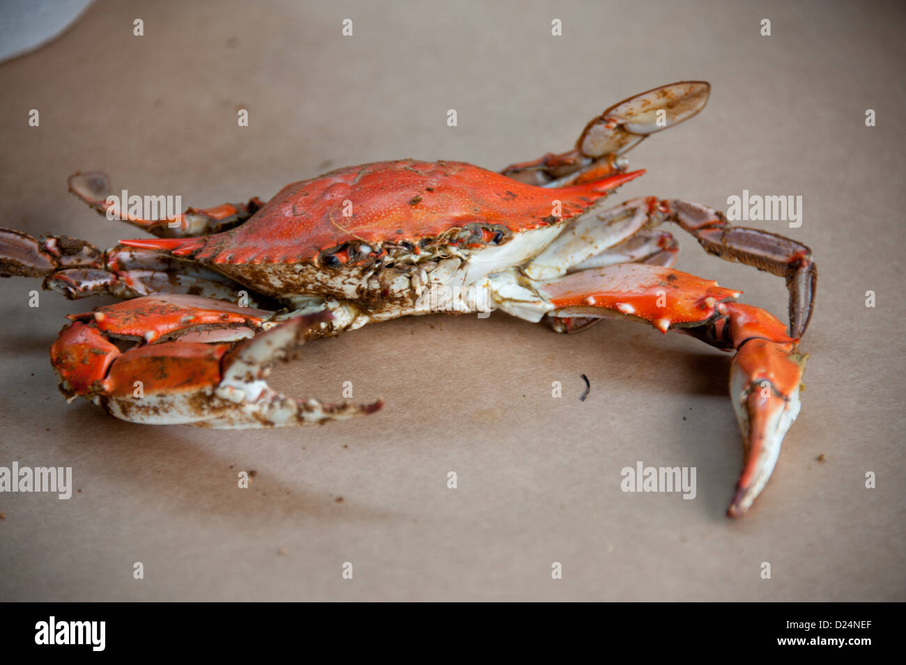 <p>Identify what type of shellfish and what it is called</p>