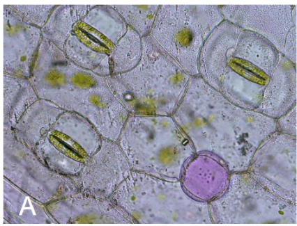 <p>stomata and regulate photosynthesis</p>