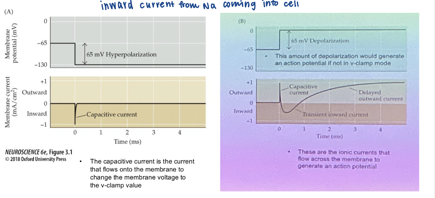 <ul><li><p>Measure ionic currents</p></li><li><p>Current injected to maintain voltage at command voltage = & opp. to current flowing across membrane <span style="background-color: transparent; font-family: Arial, sans-serif, Inter, ui-sans-serif, system-ui, -apple-system, BlinkMacSystemFont, "Segoe UI", Roboto, "Helvetica Neue", "Noto Sans", "Apple Color Emoji", "Segoe UI Emoji", "Segoe UI Symbol", "Noto Color Emoji"; font-size: 1.6rem;"><span>> can be used to measure ionic currents at diff. voltages</span></span></p></li><li><p><span style="background-color: transparent; font-family: Arial, sans-serif, Inter, ui-sans-serif, system-ui, -apple-system, BlinkMacSystemFont, "Segoe UI", Roboto, "Helvetica Neue", "Noto Sans", "Apple Color Emoji", "Segoe UI Emoji", "Segoe UI Symbol", "Noto Color Emoji"; font-size: 1.6rem;"><span>Allows you to set membrane voltage at whatever value>measure resulting flowing current</span></span></p></li></ul><p></p>