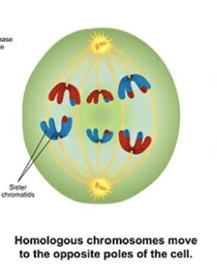 <p>homologous chromosomes separate and move toward opposite cell poles. The sister chromatids (identical copies of a chromosome made before a cell divides) remain attached after this move to opposite poles.</p>