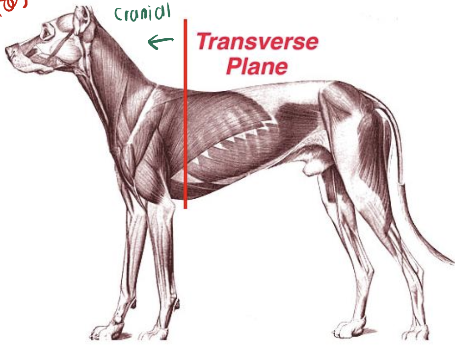 <p><strong><u>What:</u></strong> Transect <strong>perpendicular </strong>to its long axis </p><p><strong><u>Divide:</u></strong> Into <strong>cranial </strong>and <strong>caudal </strong>part </p><p><strong><u>AKA:</u></strong> <strong>Cross section </strong></p>