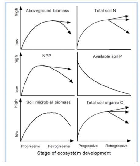 <p>In parent material, there is like no nitrogen but a lot of phosphorus (apatite)</p><ul><li><p><span>When the surfaces start, high levels of available P</span></p></li><li><p><span>But plants and microbes can overcome this as the bacteria can fix N and then plants can use that (Increase in N fixation)</span></p><p></p><p>As plants develop, primary production increases, get more microbes growing, organic matter coming back into the system.</p></li></ul><p>As the forest develops</p><p>N is increasing</p><p>P is decreasing</p><p>C increases and decreases, but end up with an overall increase</p>