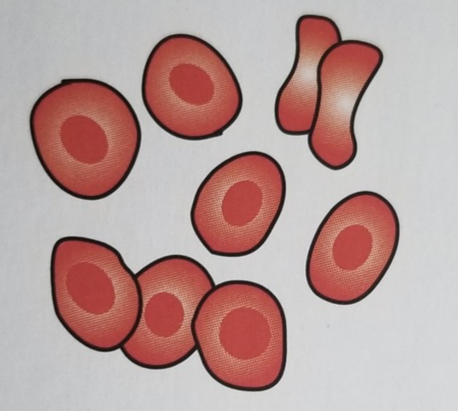 <ol start="42">
<li>What do intact RBCs look like?</li>
</ol>