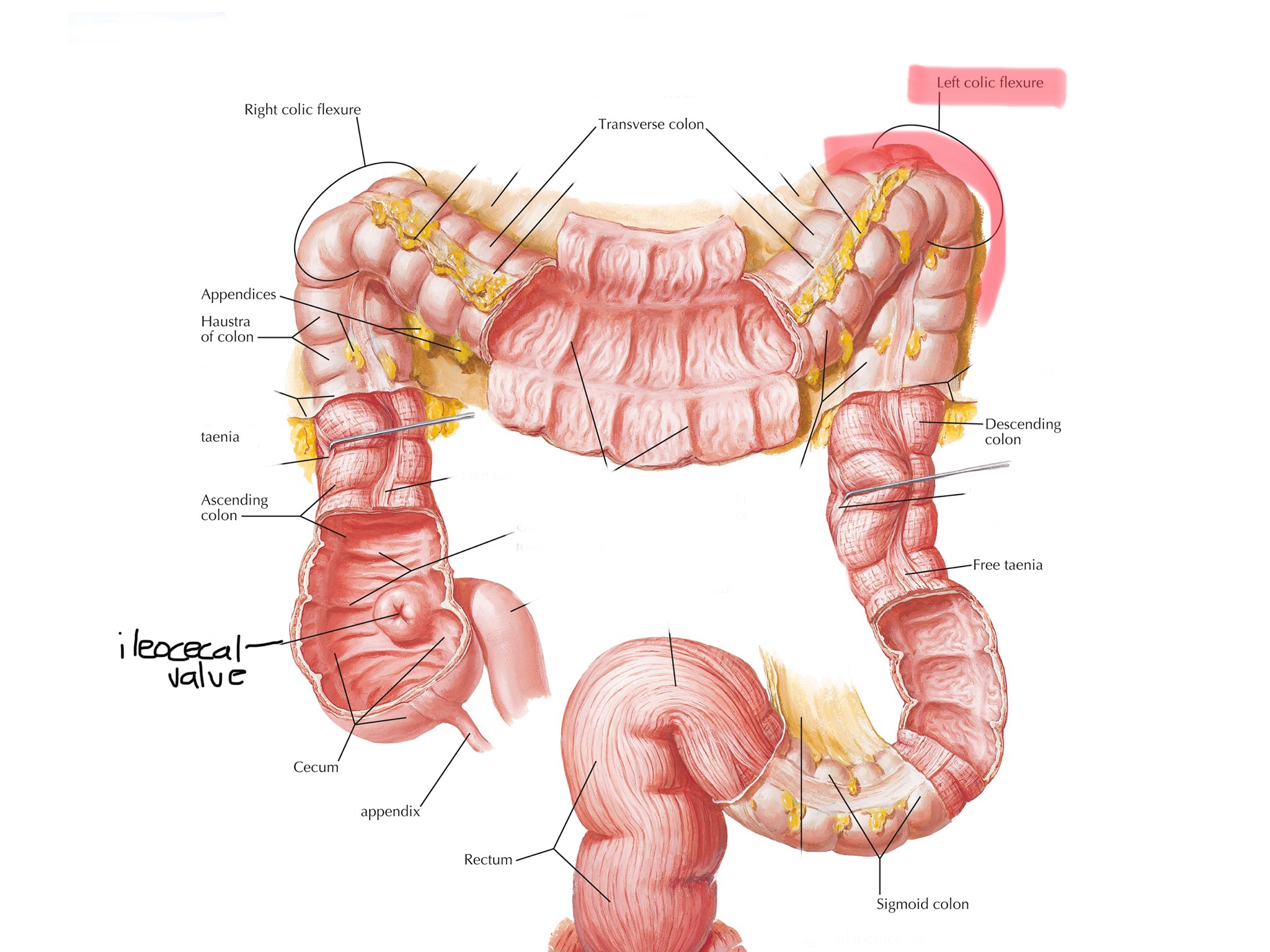 knowt flashcard image