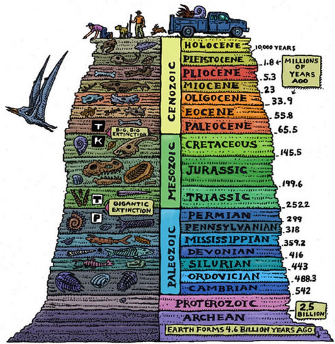 <p>All the fossils throughout the history of the Earth that are used as evidence of evolution.</p>