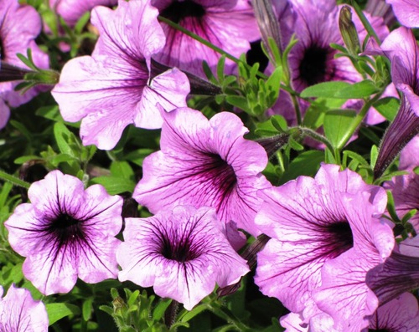 <p>instead of exhibiting less pigment, most petunias displayed areas of pigment</p>