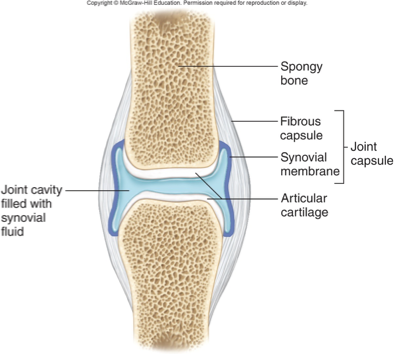 <ul><li><p>articular cartilage covers articular end of bones</p><ul><li><p>made of HYALINE cartilage (all bones start as hyaline, moves to end as ossified)</p></li></ul></li><li><p>joint capsule, consists of 2 laters</p><ul><li><p>outer fibrous layer, composed of ligaments</p></li><li><p>inner layer, synovial membrane, which secretes synovial fluid</p></li></ul></li></ul><p></p>