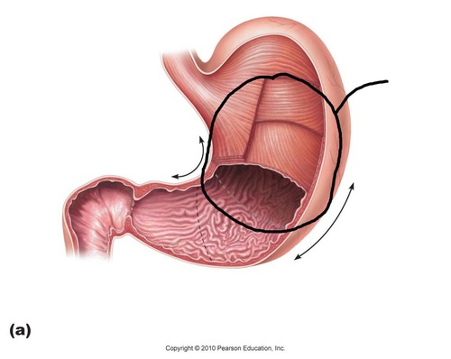 <p>main part of stomach</p>