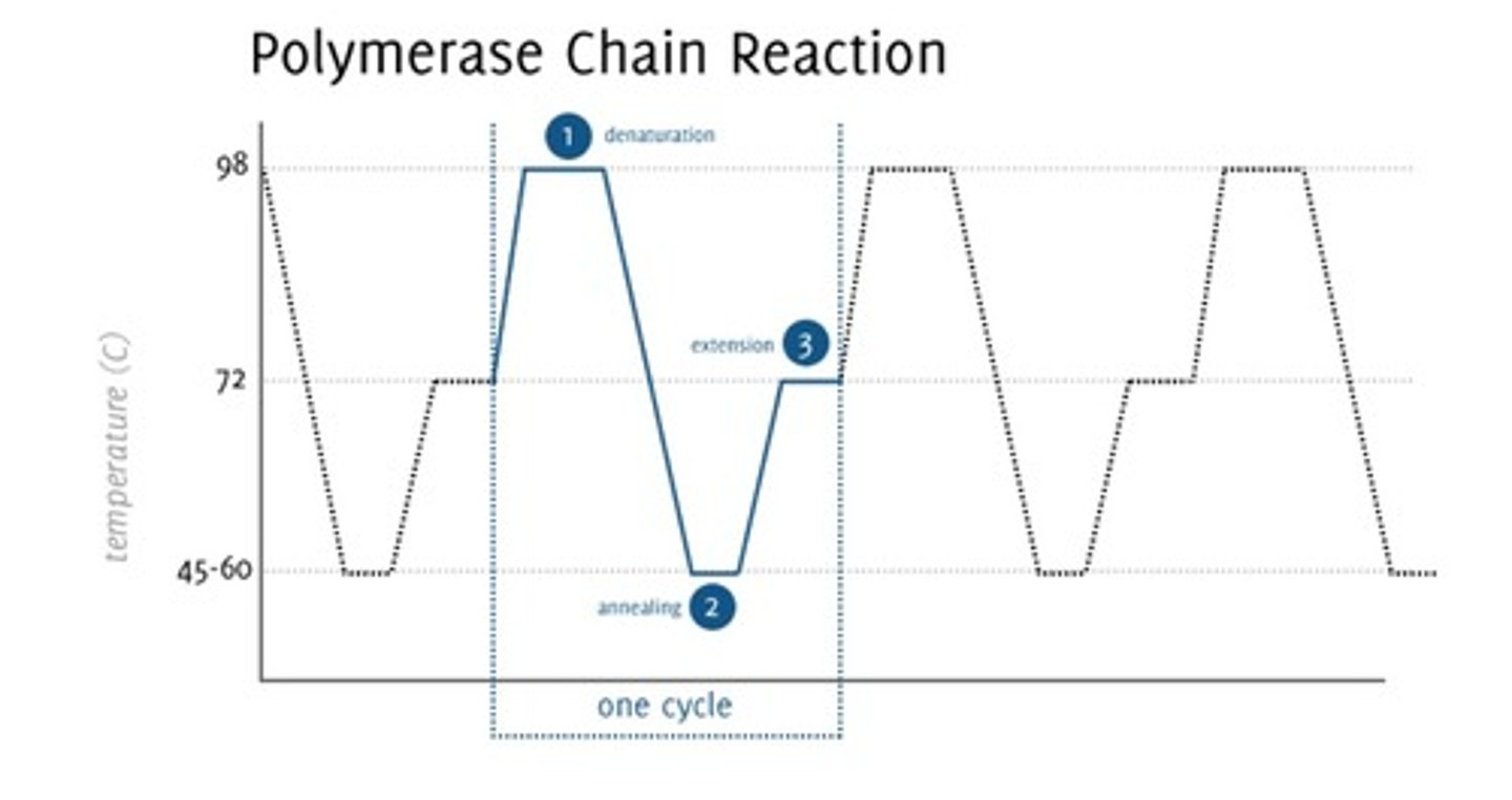 <p>-DNA template</p><p>-dNTPs</p><p>-DNA polymerase</p><p>-complimentary primers - RNA in vivo, DNA in vitro</p><p>-Mg2+ (for polymerase activity)</p>