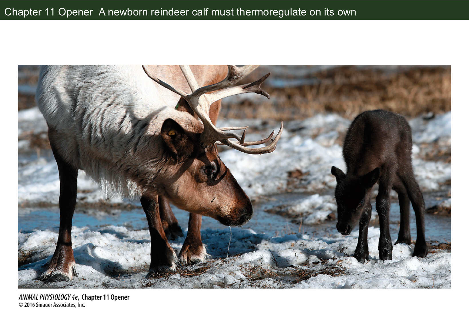 <p>What is thermoregulation in newborn reindeer calves?</p>