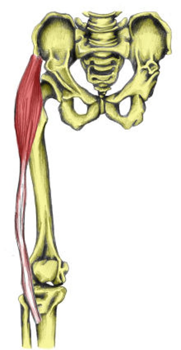 <p>flexes & abducts thigh</p><p>originates- illium</p><p>inserts- femur</p>
