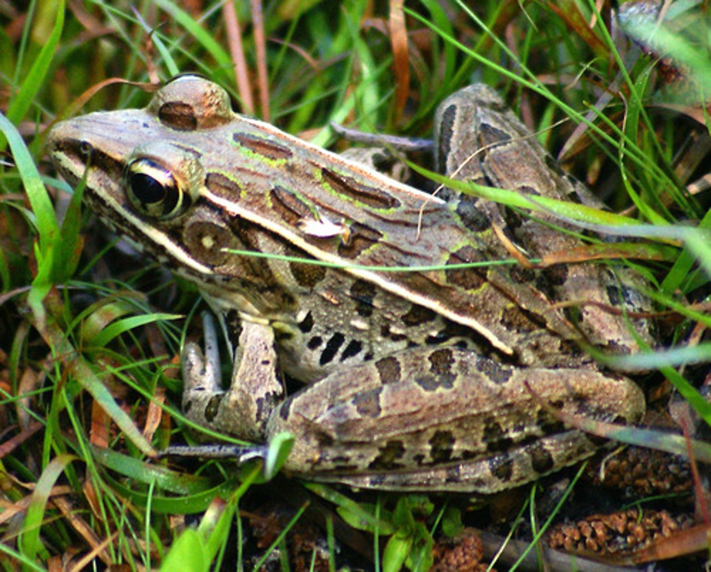 <p>Southern Leopard Frog</p>