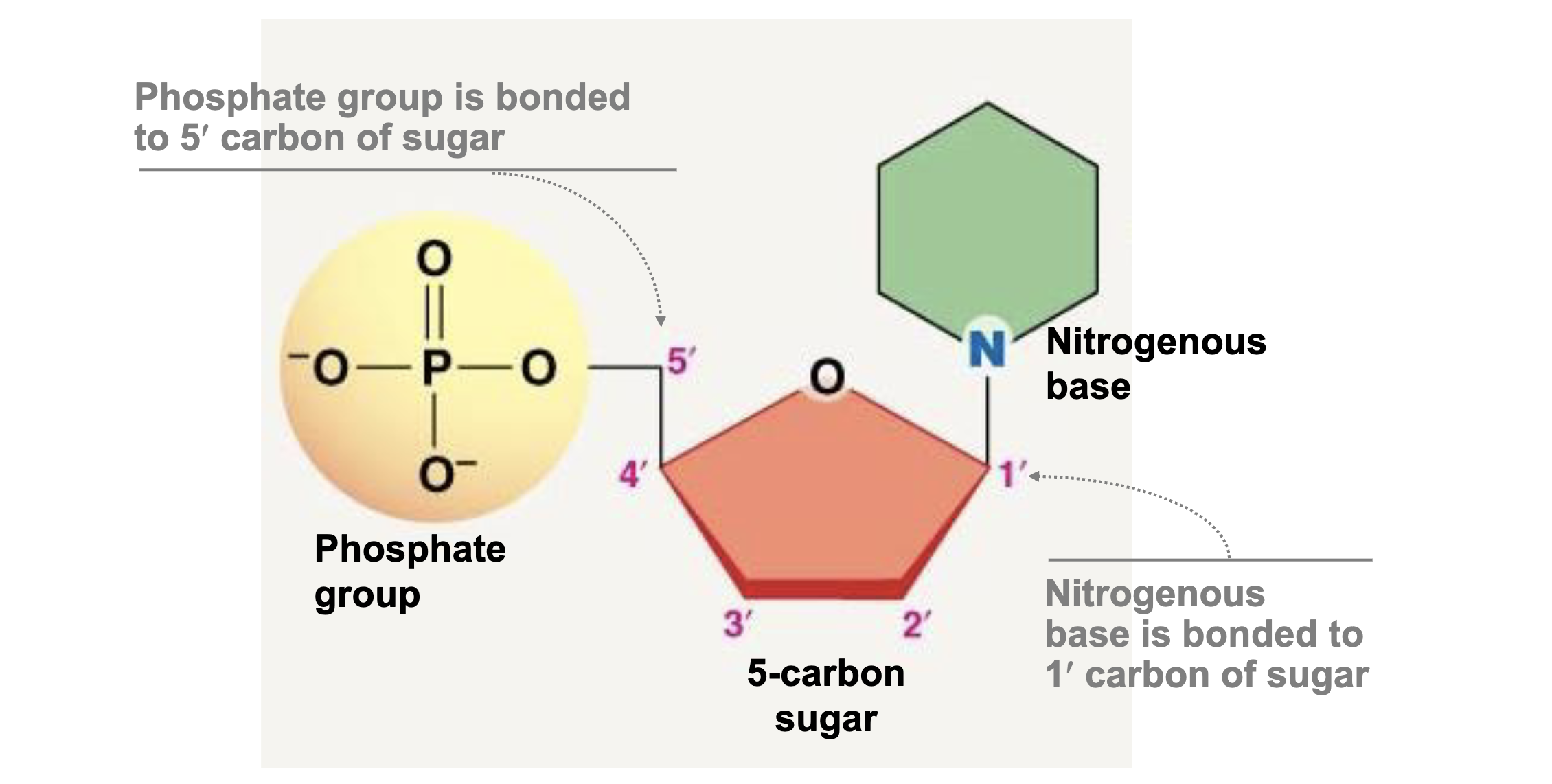 <p>Phospate group, 5 carbon sugar, Nitrogenous Base.</p>