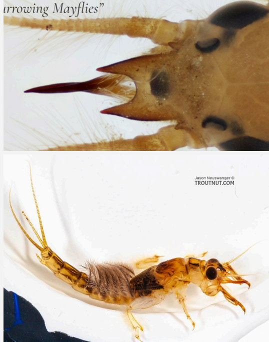 <ul><li><p>'Burrowing Mayflies'.</p></li><li><p>Identified by upward facing tusks, which assist in burrowing.</p></li><li><p>Have feathery gills along the abdomen and a 'U' shaped projection on the front of the head.</p></li><li><p>Usually measure between 12-20 mm.</p></li></ul><p></p>