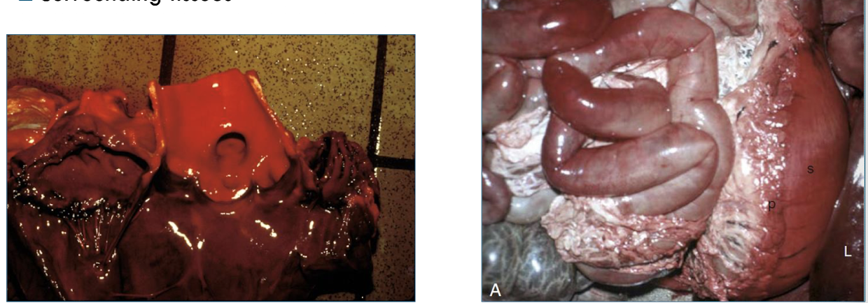 <p>reddish discoloration of tissue by hemoglobin from lysed erythrocytes</p>