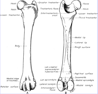 <ul><li><p><span>Head of femur</span></p><ul><li><p><span>Ball of ball-and-socket coxofemoral (hip) joint</span></p></li><li><p><span>Attached to shaft by neck</span></p></li><li><p><span>Greater and lesser trochanter</span></p></li><li><p><span>Trochlea (patellar groove)</span></p><ul><li><p><span>Surface which patella glides against</span></p></li></ul></li><li><p><span>Medial and lateral condyles</span></p></li><li><p><span>Medial and lateral epicondyles</span></p></li><li><p><span>Fovea capitis</span></p><ul><li><p><span>pit in head of femur where ligamentum teres (round ligament) inserts</span></p></li></ul></li></ul></li></ul><p></p>