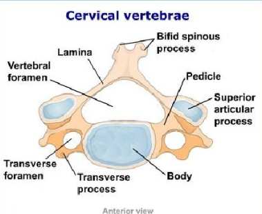 <p>bifid spinous process</p><p>pedicle</p><p>superior articular process</p><p>body</p><p>transverse process</p><p>transverse foramen</p><p>vertebral foramen</p><p>lamina</p>